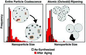 Graphical abstract: Size-controlled nanocrystals reveal spatial dependence and severity of nanoparticle coalescence and Ostwald ripening in sintering phenomena