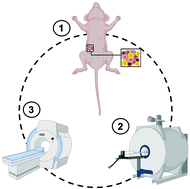 Graphical abstract: Visualizing tumour self-homing with magnetic particle imaging