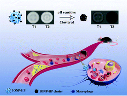 Graphical abstract: An intelligent T1–T2 switchable MRI contrast agent for the non-invasive identification of vulnerable atherosclerotic plaques