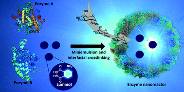 Graphical abstract: Self-sustaining enzyme nanocapsules perform on-site chemical reactions