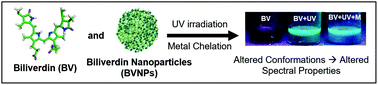 Graphical abstract: UV-trained and metal-enhanced fluorescence of biliverdin and biliverdin nanoparticles