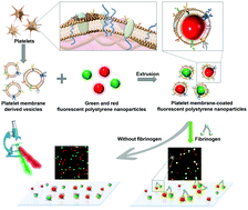 Graphical abstract: Single-particle fibrinogen detection using platelet membrane-coated fluorescent polystyrene nanoparticles