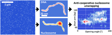 Graphical abstract: High-throughput AFM analysis reveals unwrapping pathways of H3 and CENP-A nucleosomes