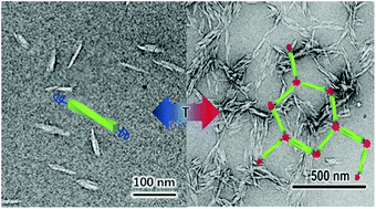Graphical abstract: Temperature-triggered formation of a cellulose II nanocrystal network through regioselective derivatization