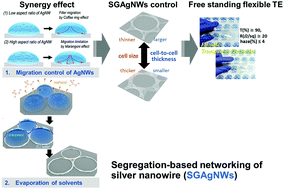 Graphical abstract: Segregation-controlled self-assembly of silver nanowire networks using a template-free solution-based process