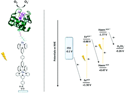 Graphical abstract: Development of a universal conductive platform for anchoring photo- and electroactive proteins using organometallic terpyridine molecular wires