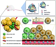 Graphical abstract: Dual-triggered biomimetic vehicles enable treatment of glioblastoma through a cancer stem cell therapeutic strategy