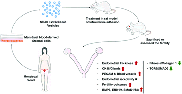Graphical abstract: Concentrated small extracellular vesicles from menstrual blood-derived stromal cells improve intrauterine adhesion, a pre-clinical study in a rat model