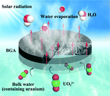 Graphical abstract: Bayberry tannin directed assembly of a bifunctional graphene aerogel for simultaneous solar steam generation and marine uranium extraction