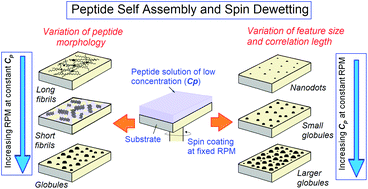 Graphical abstract: Spin coating mediated morphology modulation in self assembly of peptides