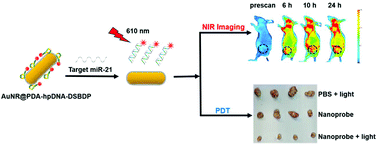 Graphical abstract: Immobilising hairpin DNA-conjugated distyryl boron dipyrromethene on gold@polydopamine core–shell nanorods for microRNA detection and microRNA-mediated photodynamic therapy