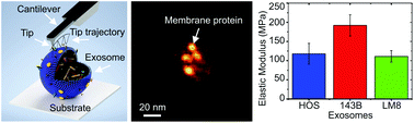 Graphical abstract: Structural and mechanical characteristics of exosomes from osteosarcoma cells explored by 3D-atomic force microscopy