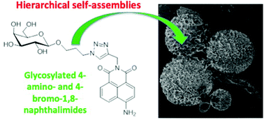 Graphical abstract: Fluorescent supramolecular hierarchical self-assemblies from glycosylated 4-amino- and 4-bromo-1,8-naphthalimides