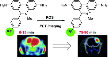 Graphical abstract: 18F-Labeled dihydromethidine: positron emission tomography radiotracer for imaging of reactive oxygen species in intact brain