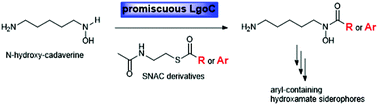 Graphical abstract: Characterization of the promiscuous N-acyl CoA transferase, LgoC, in legonoxamine biosynthesis