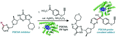 Graphical abstract: Late-stage synthesis and application of photoreactive probes derived from direct benzoylation of heteroaromatic C–H bonds