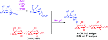 Graphical abstract: Biochemical characterisation of an α1,4 galactosyltransferase from Neisseria weaveri for the synthesis of α1,4-linked galactosides