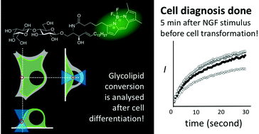 Graphical abstract: Discrimination of cellular developmental states focusing on glycan transformation and membrane dynamics by using BODIPY-tagged lactosyl ceramides