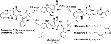 Graphical abstract: Divergent syntheses of okaramines C, J, L, and S–U