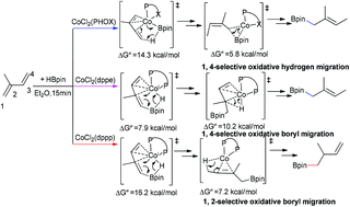 Graphical abstract: Origin of the ligand effect in the cobalt catalyzed regioselective hydroboration of 1,3-diene