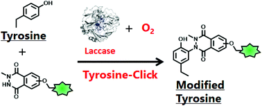 Graphical abstract: A laccase-catalysed tyrosine click reaction