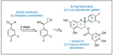Graphical abstract: Synthesis of B-ring-fluorinated (−)-epicatechin gallate derivatives