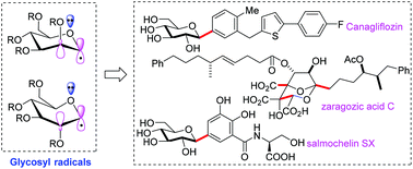 Graphical abstract: Recent development in the synthesis of C-glycosides involving glycosyl radicals