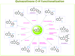 Graphical abstract: C–H functionalization of quinazolinones by transition metal catalysis