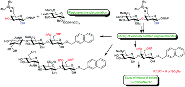 Graphical abstract: Synthesis of oligosaccharides of the linkage region of proteoglycans using regioselective glycosylation