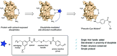 Graphical abstract: Disulphide-mediated site-directed modification of proteins