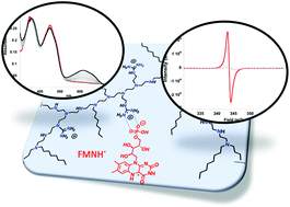 Graphical abstract: Characterization in aqueous medium of an FMN semiquinone radical stabilized by the enzyme-like microenvironment of a modified polyethyleneimine