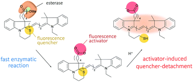 Graphical abstract: An enzyme-triggered turn-on fluorescent probe based on carboxylate-induced detachment of a fluorescence quencher