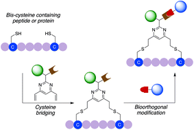 Graphical abstract: General dual functionalisation of biomacromolecules via a cysteine bridging strategy