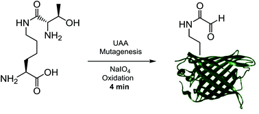 Graphical abstract: Rapid sodium periodate cleavage of an unnatural amino acid enables unmasking of a highly reactive α-oxo aldehyde for protein bioconjugation