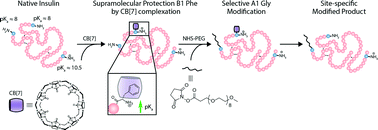 Graphical abstract: Site-selective modification of proteins using cucurbit[7]uril as supramolecular protection for N-terminal aromatic amino acids