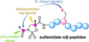 Graphical abstract: Selective modification of sulfamidate-containing peptides