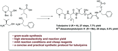 Graphical abstract: Total synthesis of tubulysin U and N14-desacetoxytubulysin H