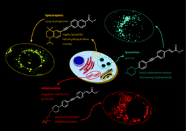 Graphical abstract: Cellular localisation of structurally diverse diphenylacetylene fluorophores