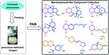 Graphical abstract: Construction of a meroterpenoid-like compound collection by precursor-assisted biosynthesis