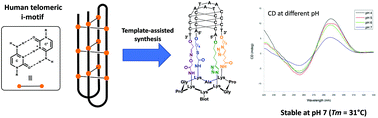 Graphical abstract: Access to a stabilized i-motif DNA structure through four successive ligation reactions on a cyclopeptide scaffold