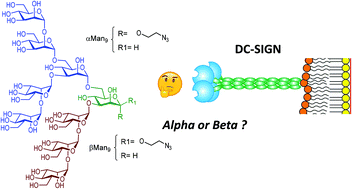 Graphical abstract: Influence of the reducing-end anomeric configuration of the Man9 epitope on DC-SIGN recognition