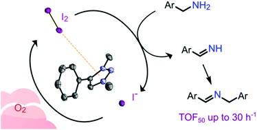 Graphical abstract: Anion–cation synergistic metal-free catalytic oxidative homocoupling of benzylamines by triazolium iodide salts