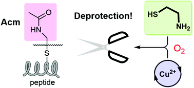 Graphical abstract: Deprotection of S-acetamidomethyl cysteine with copper(ii) and 1,2-aminothiols under aerobic conditions