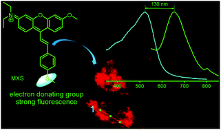 Graphical abstract: Novel near-infrared fluorescent probe with a large Stokes shift for sensing hypochlorous acid in mitochondria