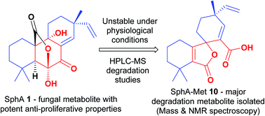 Graphical abstract: Deciphering the chemical instability of sphaeropsidin A under physiological conditions – degradation studies and structural elucidation of the major metabolite