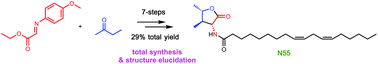 Graphical abstract: Total synthesis and absolute structure of N55, a positive modulator of GLP-1 signaling