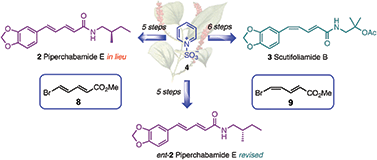 Graphical abstract: A pyridinium anionic ring-opening reaction applied to the stereodivergent syntheses of Piperaceae natural products