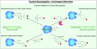 Graphical abstract: Tyrosine bioconjugation – an emergent alternative