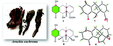 Graphical abstract: Archromones A–F, unusual polycyclic dearomatic geranylquinol derivatives from the roots of Arnebia euchroma