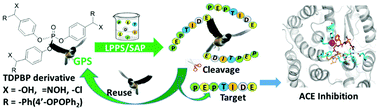 Graphical abstract: Greener liquid-phase synthesis and the ACE inhibitory structure–activity relationship of an anti-SARS octapeptide